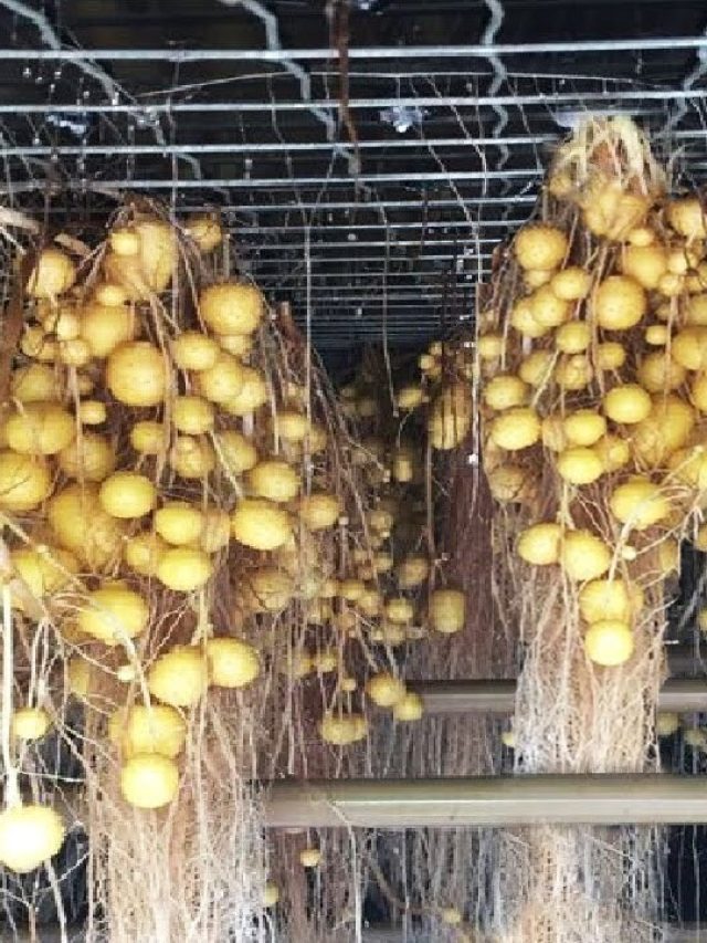 সার-মাটি লাগবেই না, আলু চাষের অভিনব পদ্ধতি