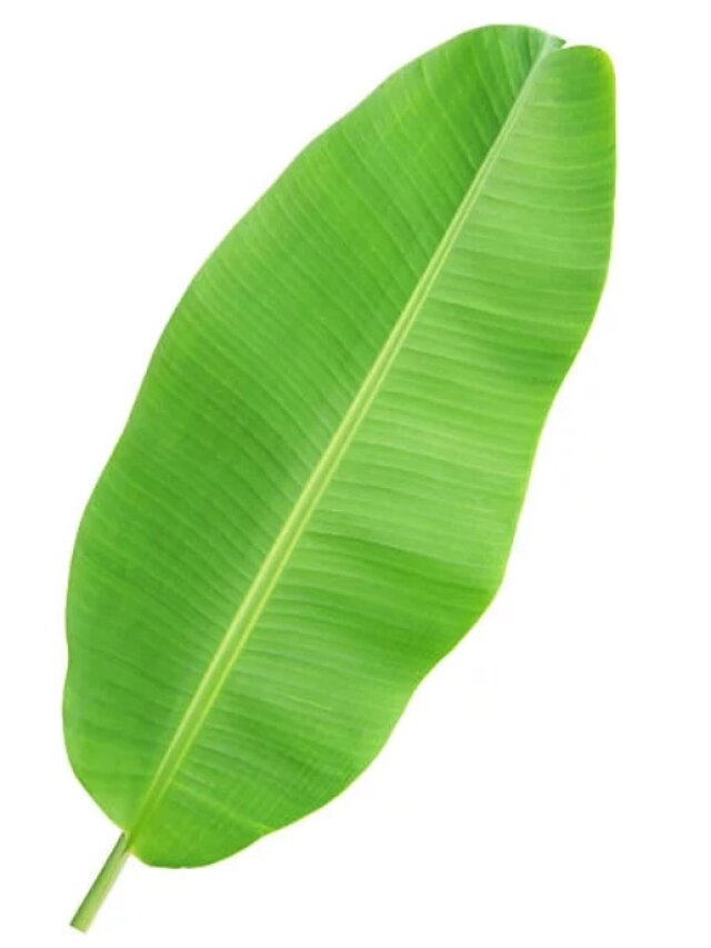 সুস্থ থাকতে খান কলাপাতা সেদ্ধ জল, উপকারিতা জানলে মাথা ঘুরে যাবে