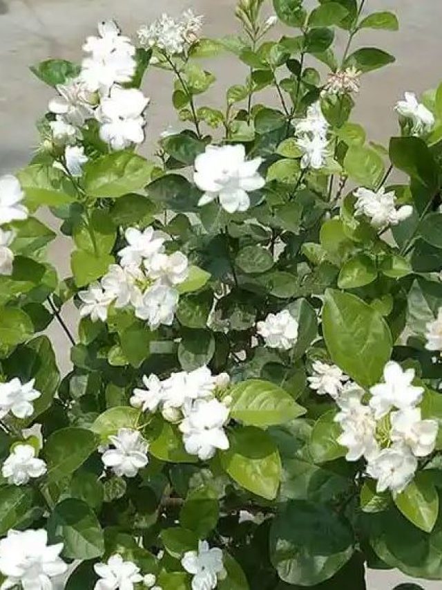 কাঁচা হাতেও ফুল ফুটবে এই ৫টি গাছে