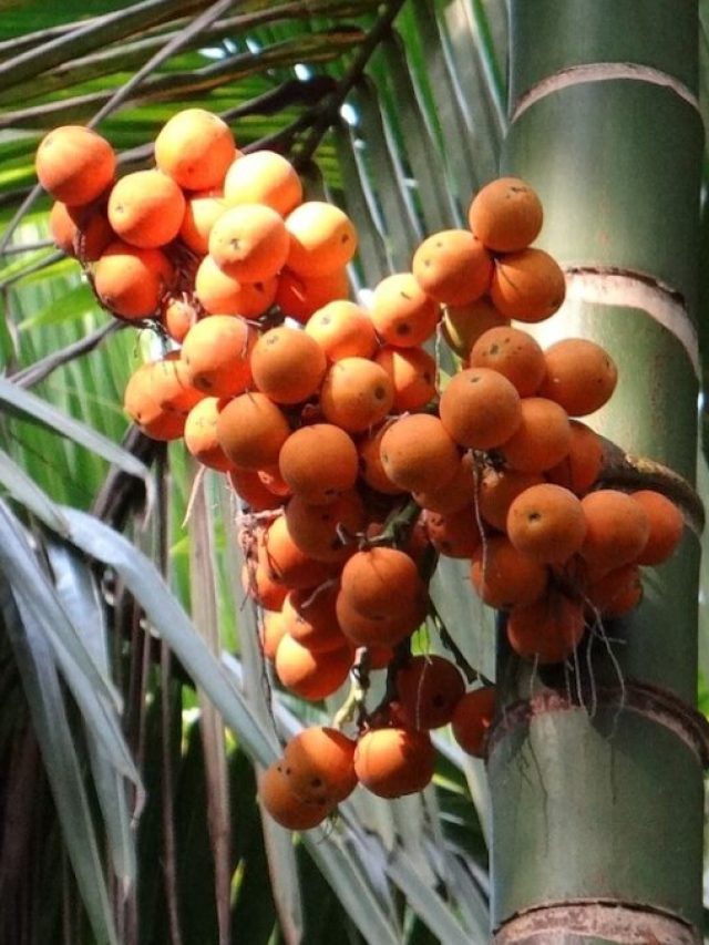 পকেটে রাখুন ২টো সুপারি, খেলা হবে!