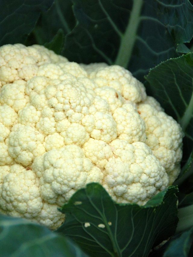 শরীরে যে সমস্যায় ফুলকপি 'বিষ'