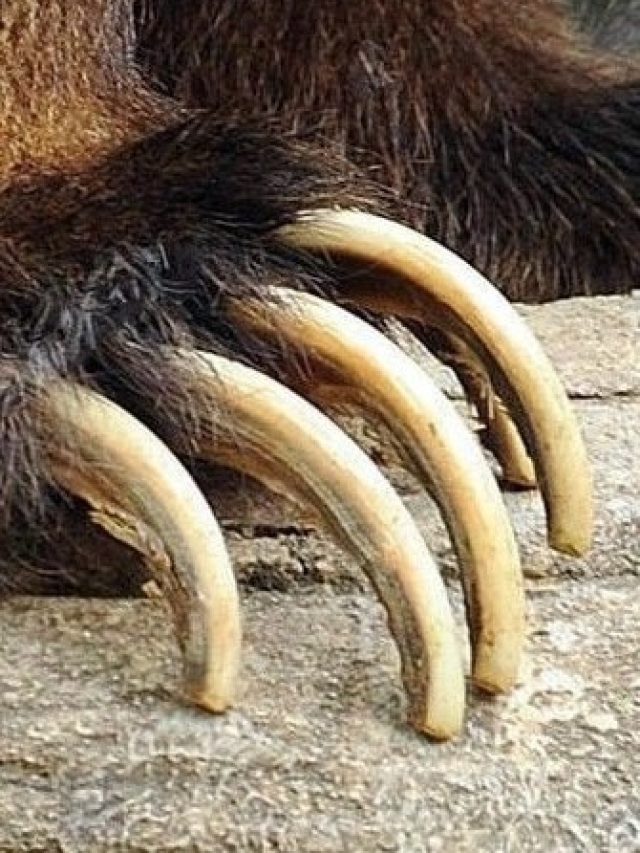 Update more than 152 difference between claw and nail noithatsi.vn