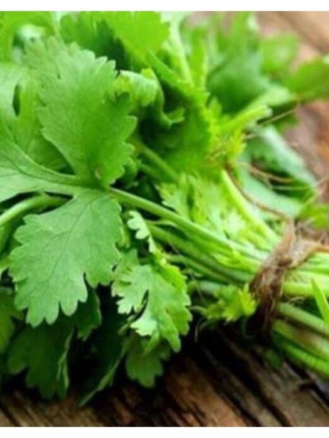 ২ দিনেই শুকিয়ে যাচ্ছে ধনেপাতা? সপ্তাহভর তাজা রাখুন এই উপায়ে