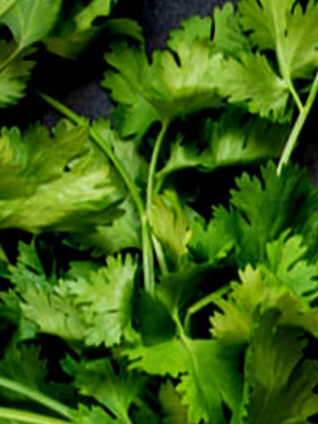 রান্নার ফ্লেবার বাড়াতে একগাদা ধনেপাতা খাচ্ছেন রোজ? কী হতে পারে জানুন