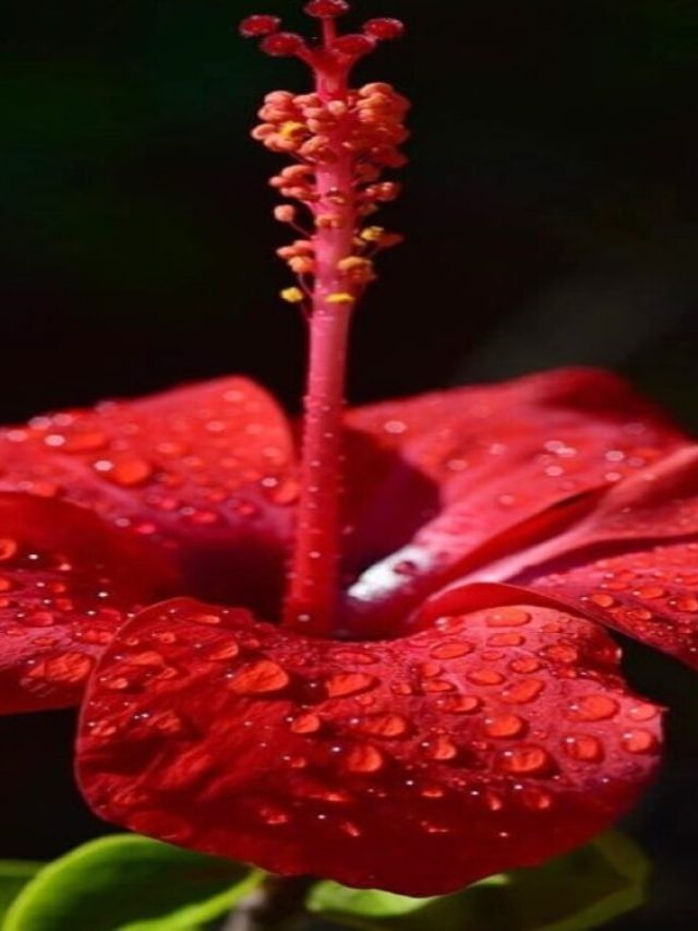 জবা ফুল ভীষণ উপকারী, জানেন?