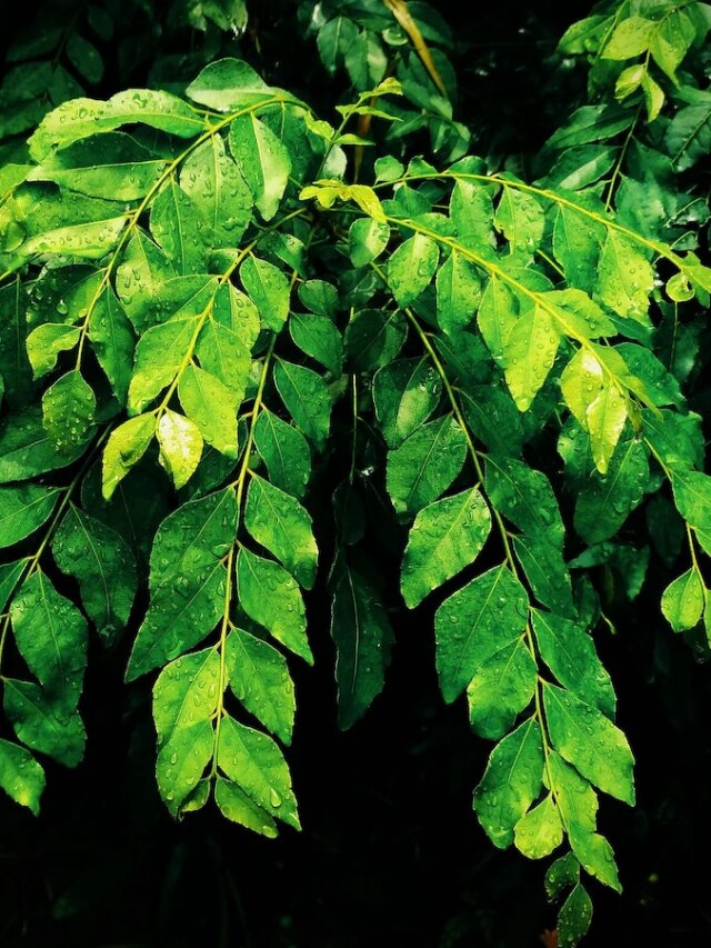 বাড়িতে লাগান এই এক গাছ, সুগার সহ ৫ রোগ রুখে দেবে