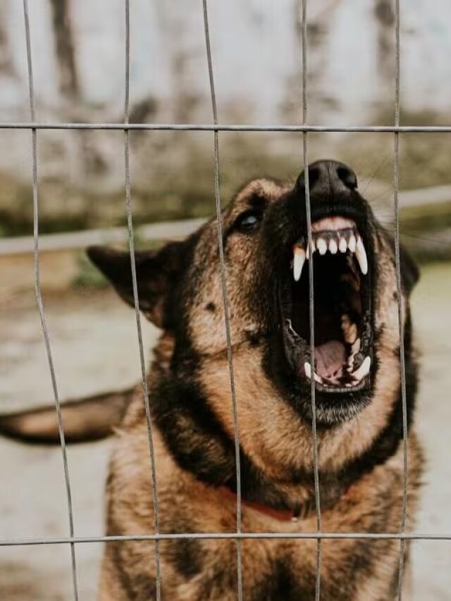 কোন লক্ষণ দেখে বুঝবেন এই কুকুরটি কামড়াবে, জানুন