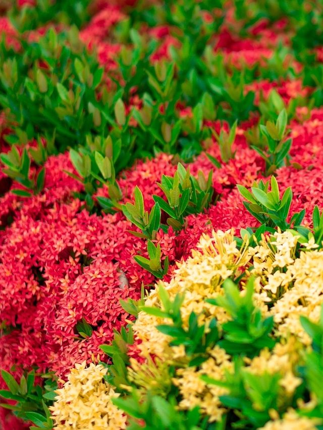 নিত্যপুজোর ফুল চাই? বড়িতে বসান এই ৫ গাছ