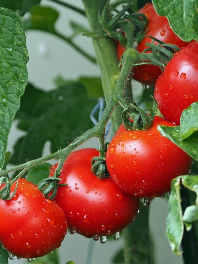 বাড়িতে টমেটো চাষ করার সহজ উপায়