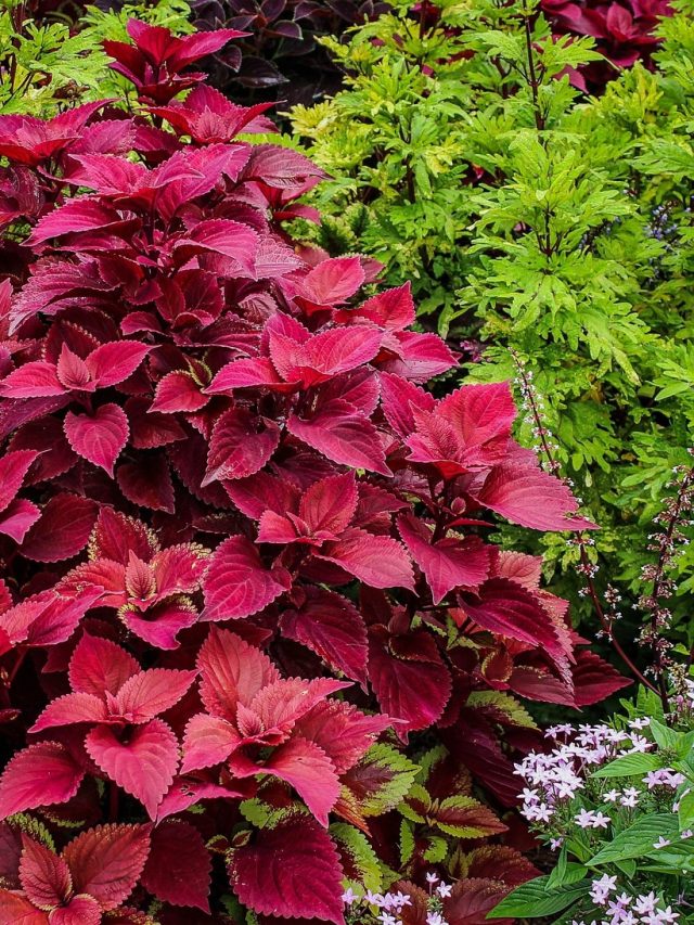 কম খরচে বাগান সাজানোর সহজ উপায়