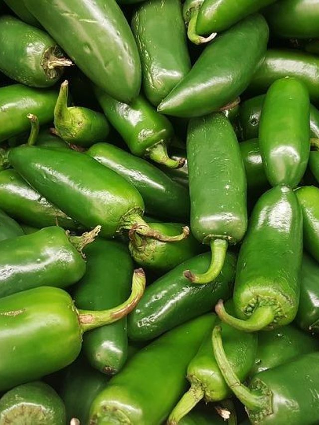 বাড়ির টবেই ফলানো যায় কেজি কেজি লঙ্কা, সহজ ট্রিকস