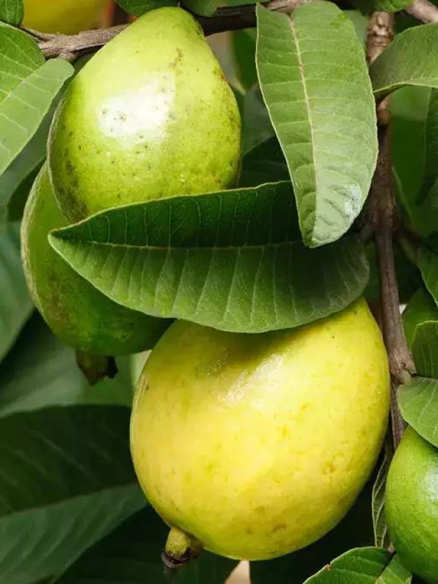 খালি পেটে পেয়ারা উপকারী? যা জানা জরুরি