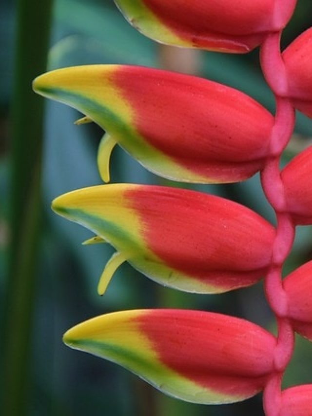 বৃষ্টির জল পেলেই ফুল হবে এই ৭ গাছে