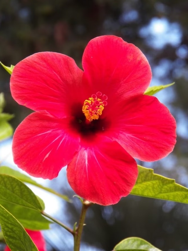 শীতেও জবা গাছ ভরে আসবে ফুল, দিন এই কালো জিনিস