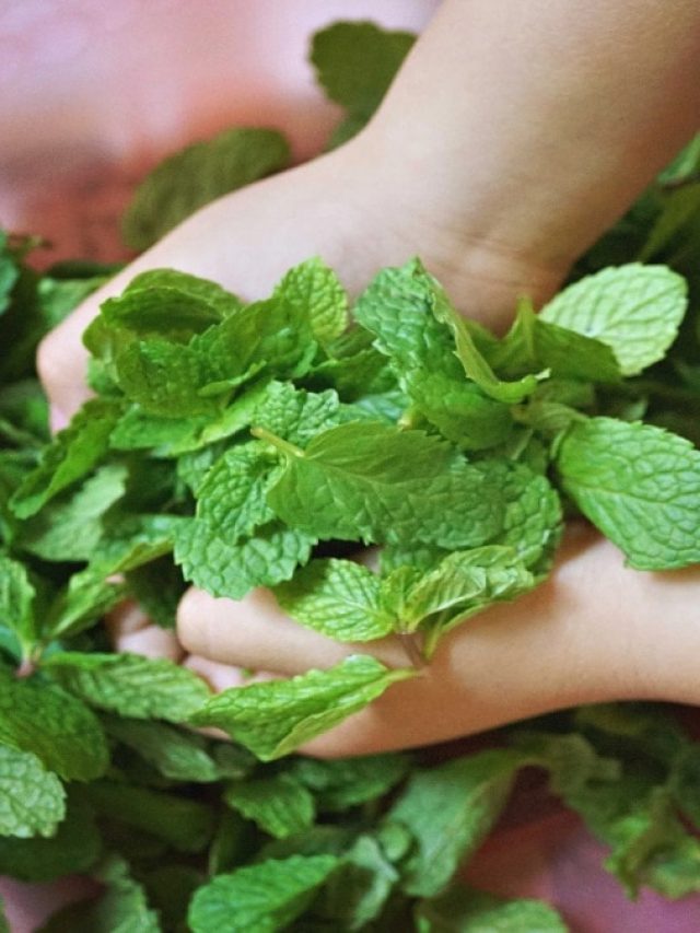 বাপ বাপ বলে পালাবে ইউরিক অ্যাসিড- কিডনির রোগ! শুধু মুখে ফেলুন দুটো এই পাতা