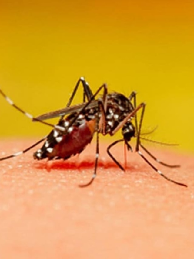 মশা তাড়াতে গিয়ে মারণ- ফাঁদে পা দিচ্ছে না তো? প্রাণ বাঁচাতে সাবধান!