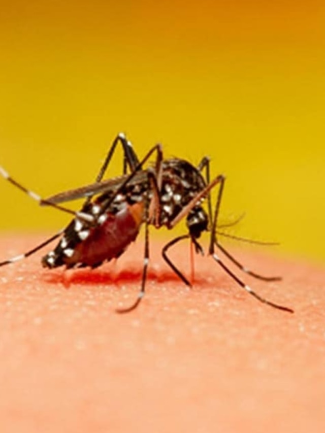 সাবধান! এই ৪ রঙের পোশাক পড়লে বেশি মশা কামড়ায়