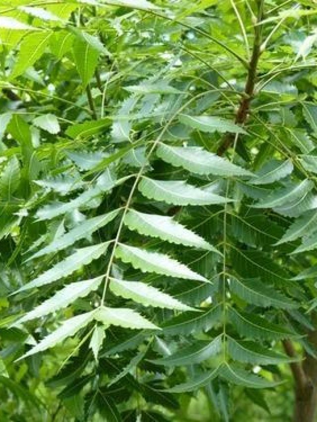 নিম গাছের ছায়া ঘরে পরা অশুভ? যা বলছে বাস্তু...