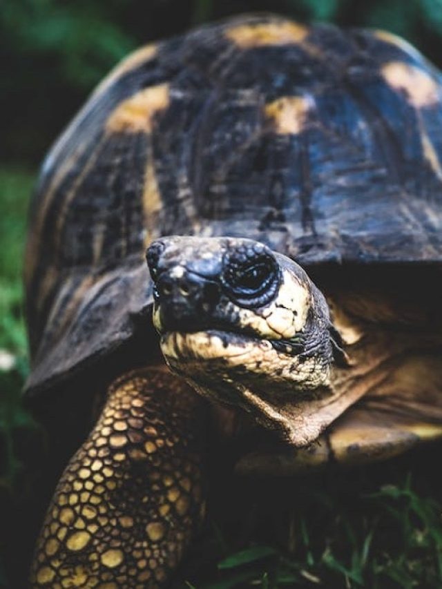 বাড়িতে এসব প্রাণীর আগমন মানেই আসছে সুখবর