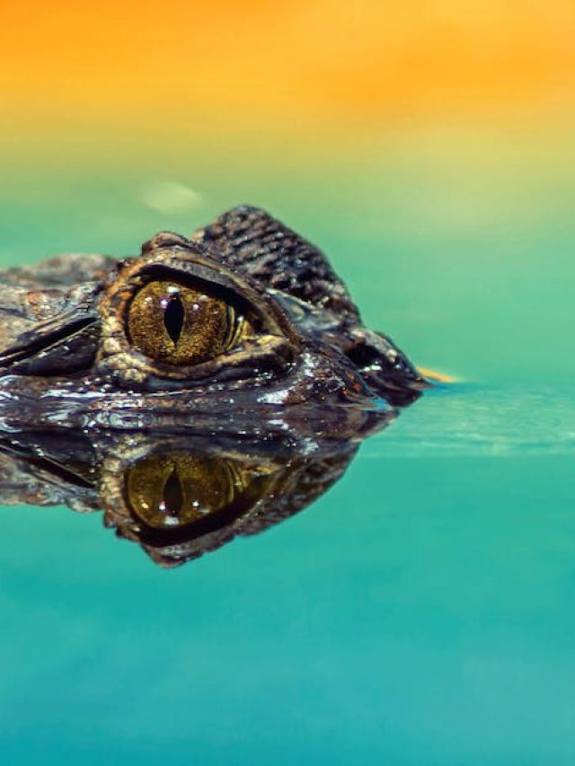 4 Animals That Hibernate In Summer