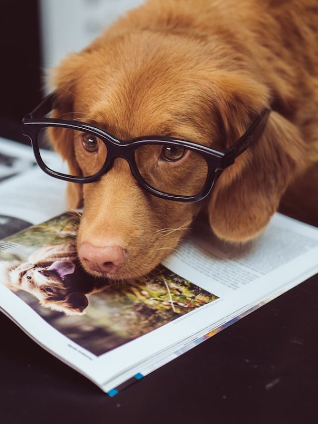 5 Dogs Breed that Shed the Least Hair