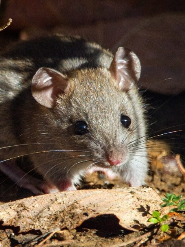 ইঁদুরের বংশ চিরতরে বিদায় হবে! ঘরোয়া টোটকা জেনে রাখুন