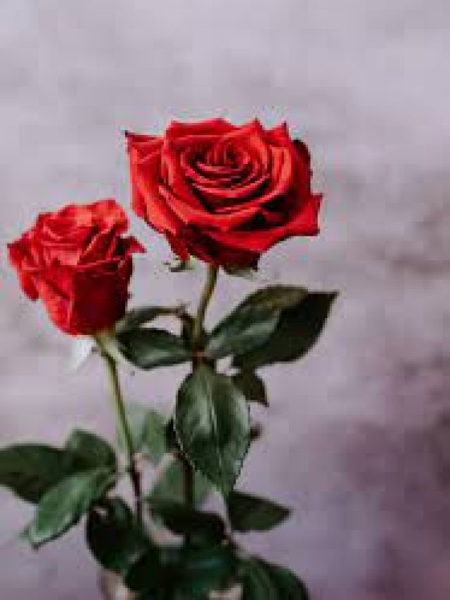 গোলাপ গাছের গোড়ায় এই ৬ জিনিস দিন, বাগান ফুলে ফুলে ভরে যাবে