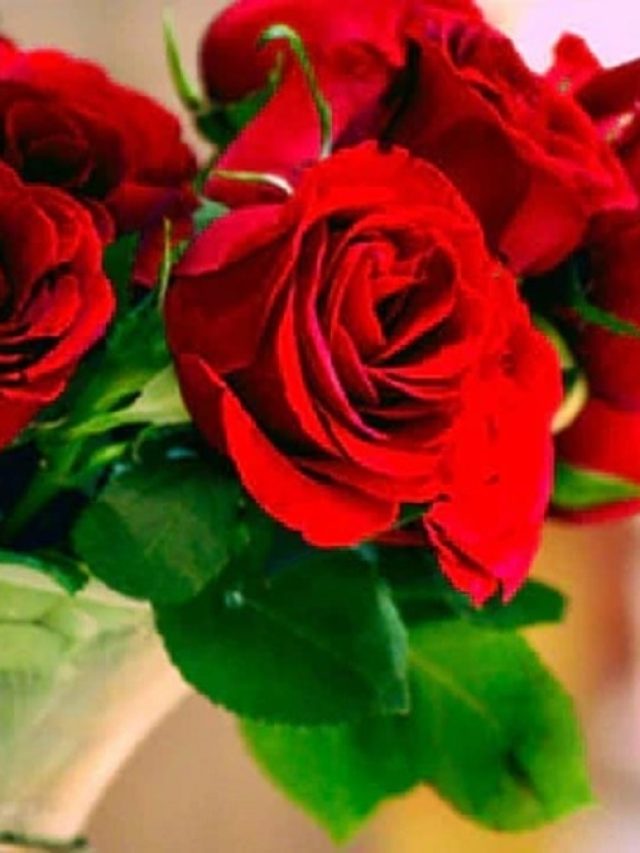 শুধু বর্ণে- গন্ধে নয়, গোলাপে রয়েছে দারুণ ওষধি গুণ