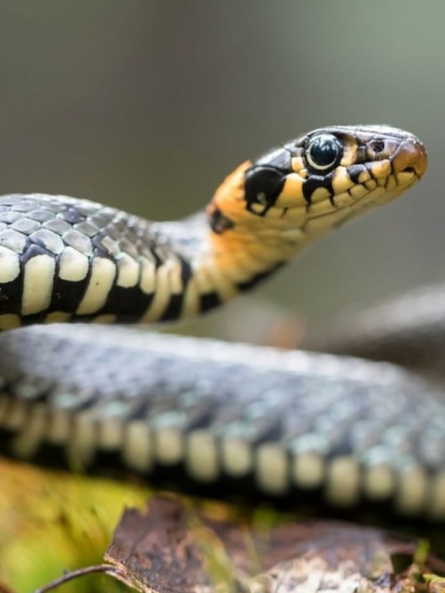 সাপ বিষধর না নির্বিষ, দূর থেকে চিনে ফেলুন এই লক্ষণ দেখে