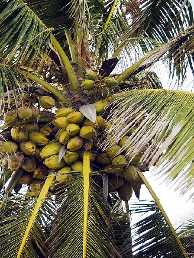 কোন সময়ে ডাবের জল খেলে স্বাস্থ্যবান-নিরোগ হবেন?