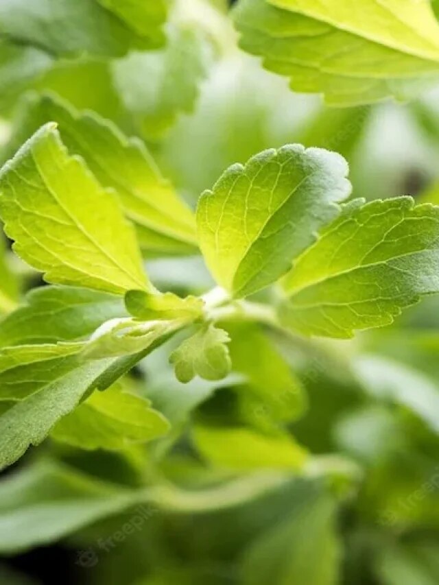 চায়ে মেশান এই এক পাতা, মিষ্টি তো হবেই কমবে সুগারও