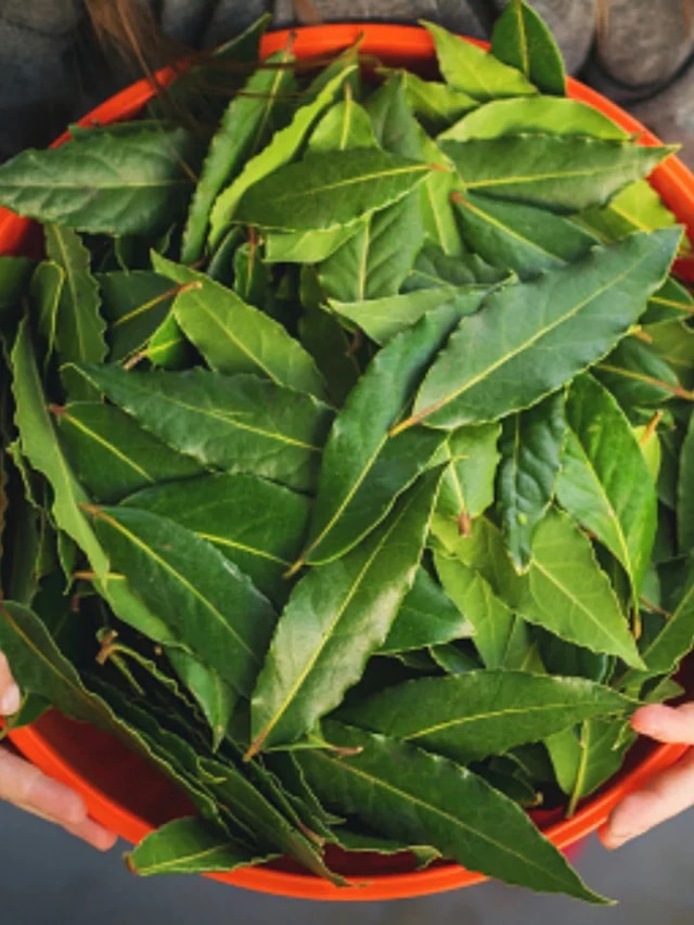 এই চেনা পাতাই কন্ট্রোলে আনবে ইউরিক অ্যাসিড, ভরসা রাখতে পারেন