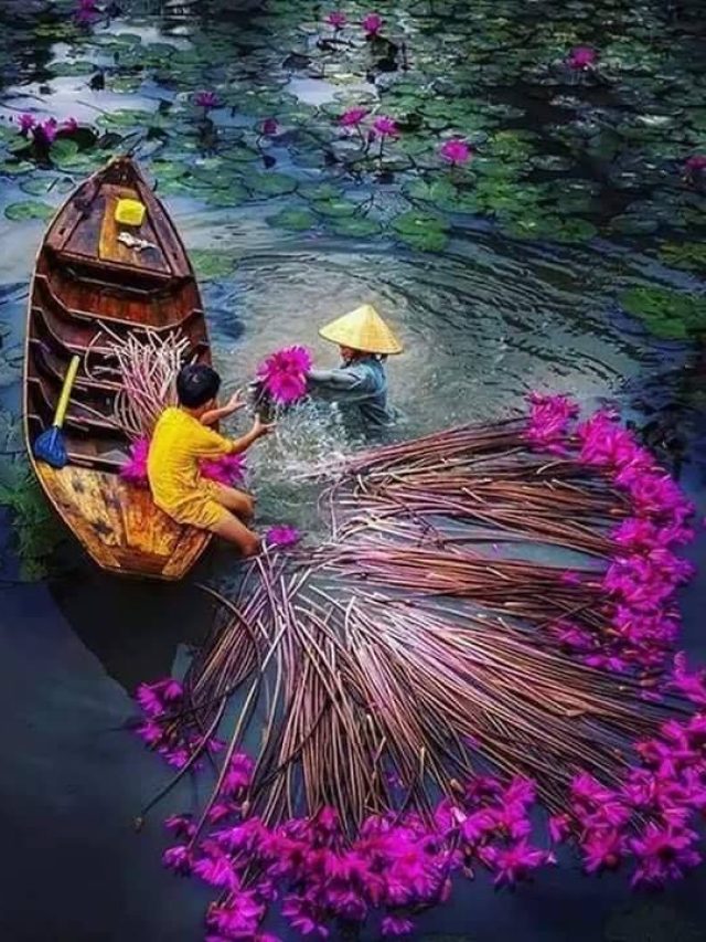 ঘুরে আসুন শাপলার রাজ্য-সাতলা গ্রাম