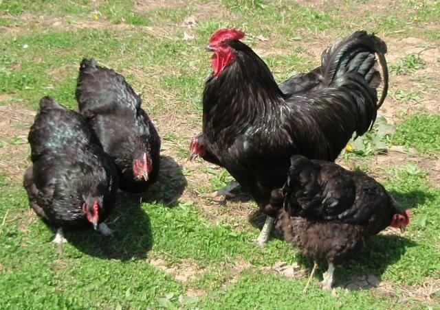 Java Hen