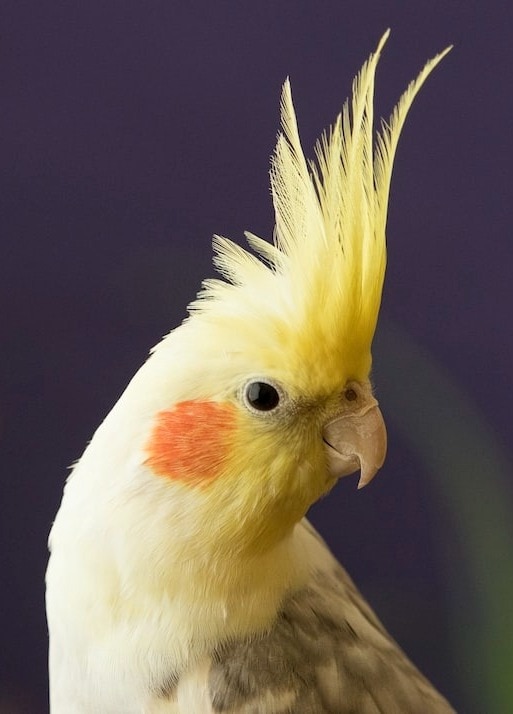 Birds that chirp the Loudest