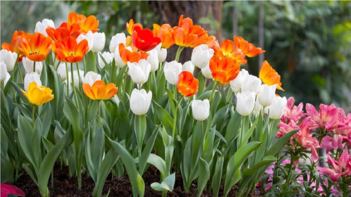 सर्दियों की दस्तक! घर पर उगाएं ये पांच तरह के रंगबिरंगे फूल Flowers