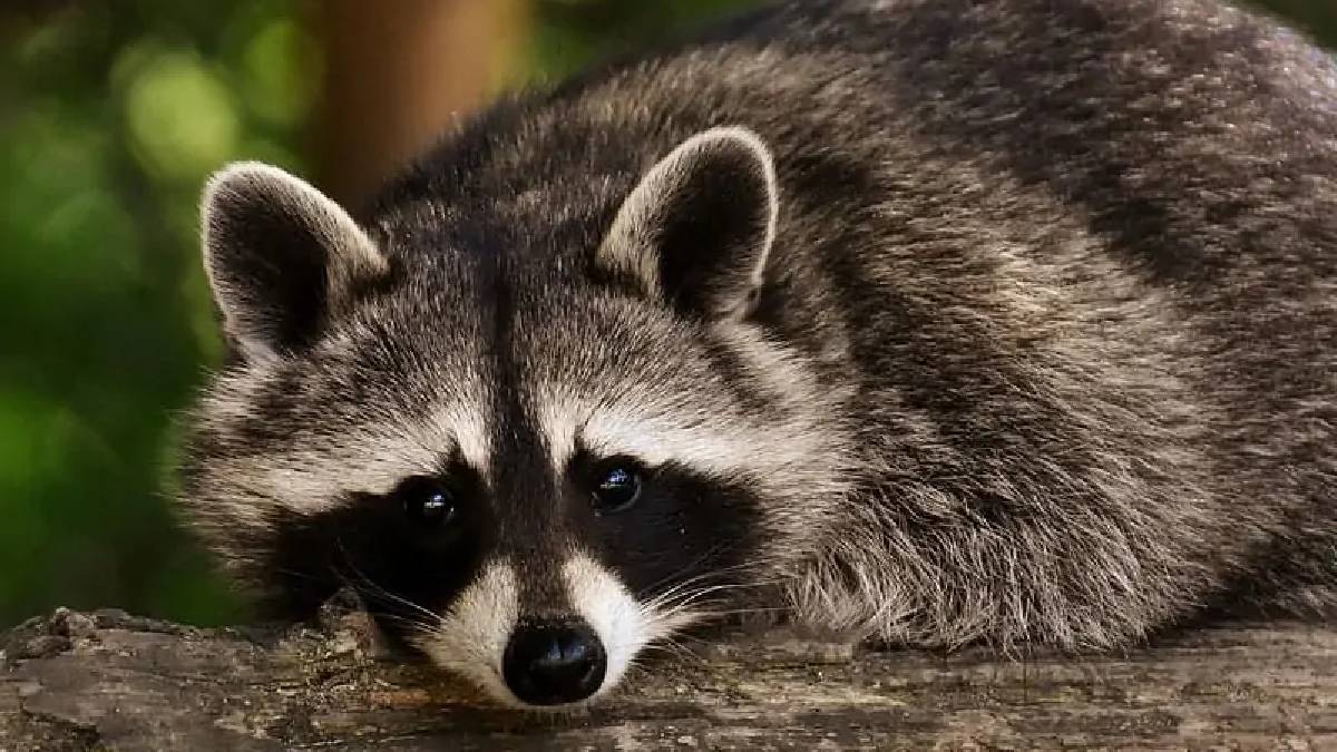 Animals with masks around their eyes