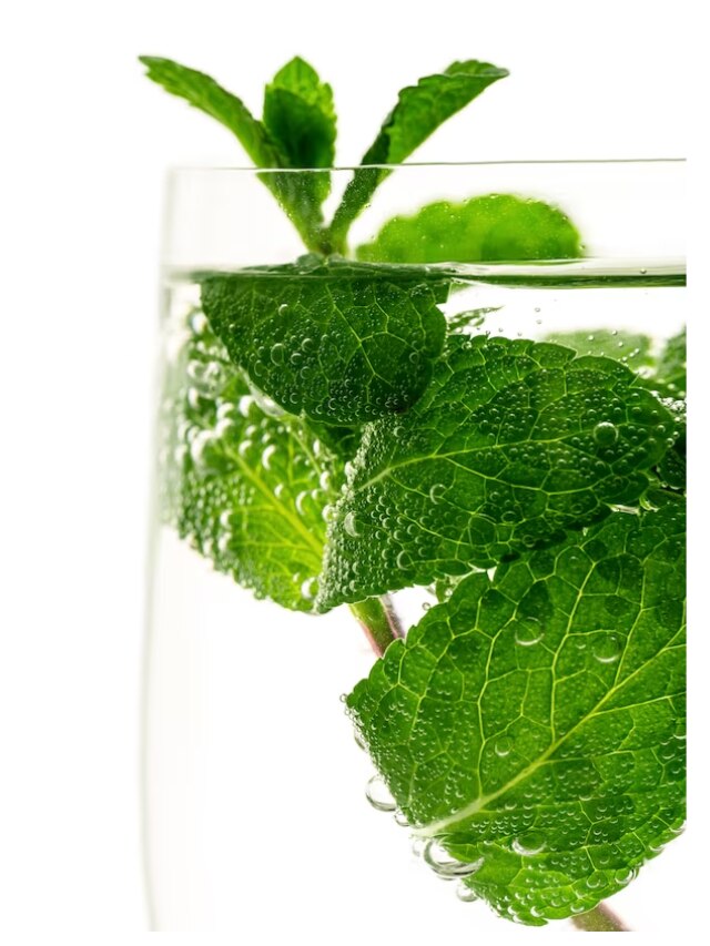 পুদিনা পাতার জল খেলে কমে ওজন, হয় না গ্যাস-অম্বলও