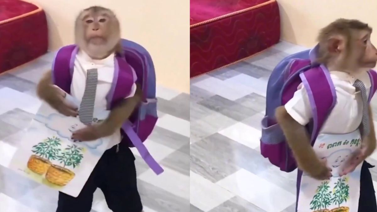 यूनिफॉर्म, बैग और किताबें... बन ठनकर स्कूल जाने लगा बंदर- VIDEO