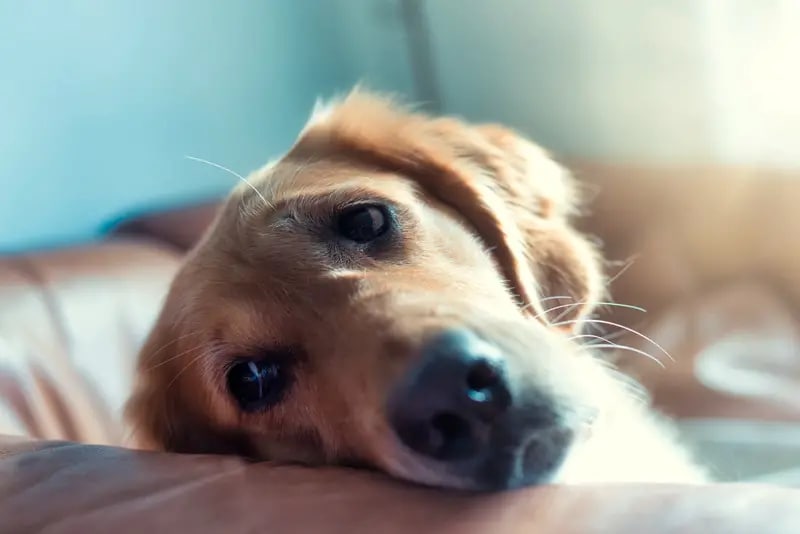 My puppy whines at night hotsell