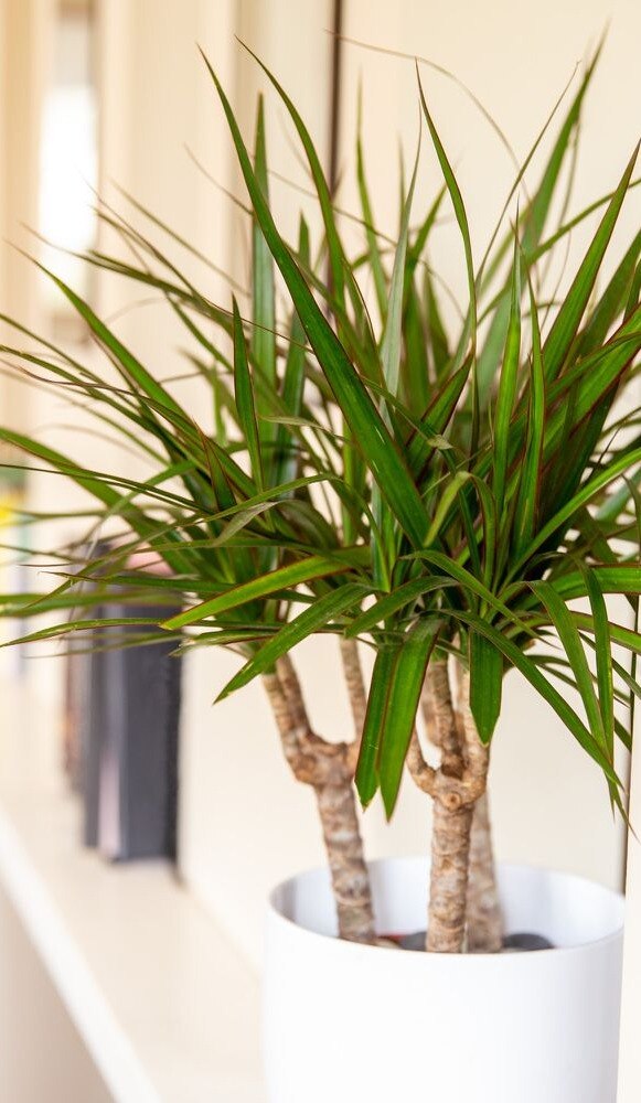 Plants that Help Reduce Allergies