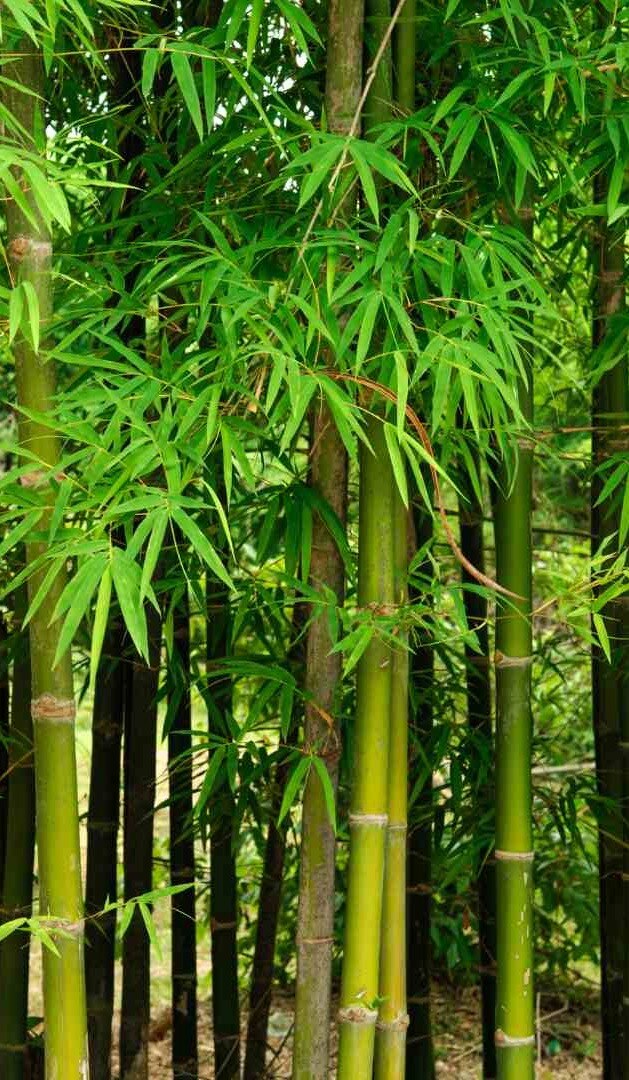 Types of Bamboos found in Northeast India