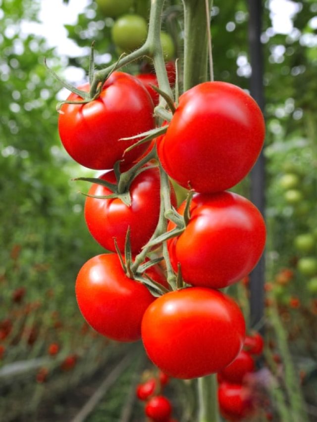 টমেটোর এই অংশ খাওয়া আর বিষ খাওয়া সমান, বাদ দিয়েই খান
