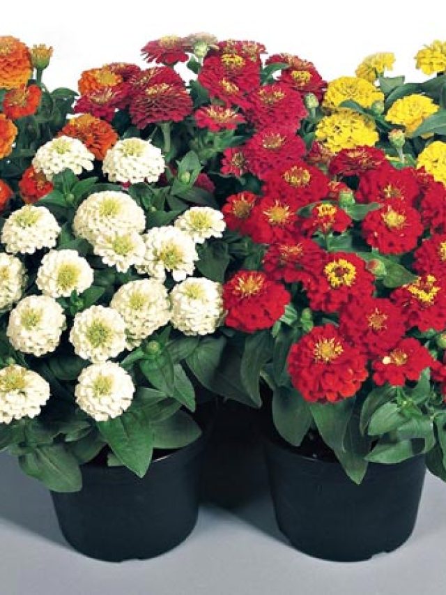 ভরা বর্ষায় লাগান এই ৫ গাছ, বাগান ভরবে ফুলে-গন্ধে