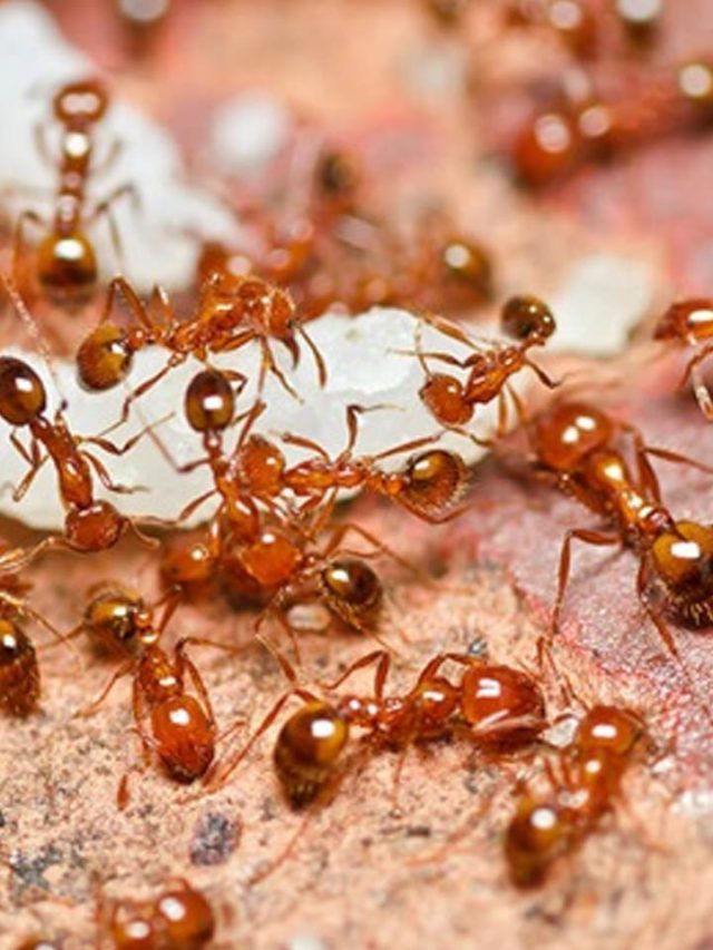 দারুণ খেতে লাল পিঁপড়ের চাটনি, রেসিপি জেনে আজই বানান