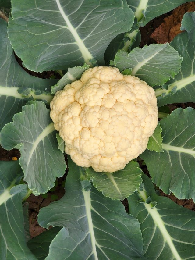 ফুলকপি হবে বাড়ির ছাদেই, এই গরমকালেই, রইল চাষের পদ্ধতি