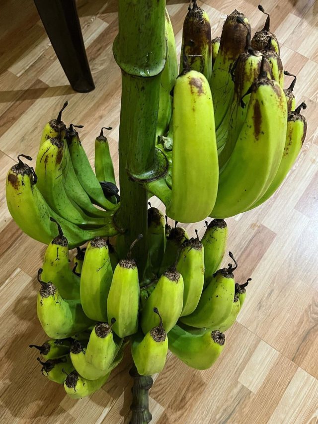 ডায়াবেটিস-কোলেস্টেরল বাগে থাকবে, জানুন কাঁচকলার ক্ষমতা