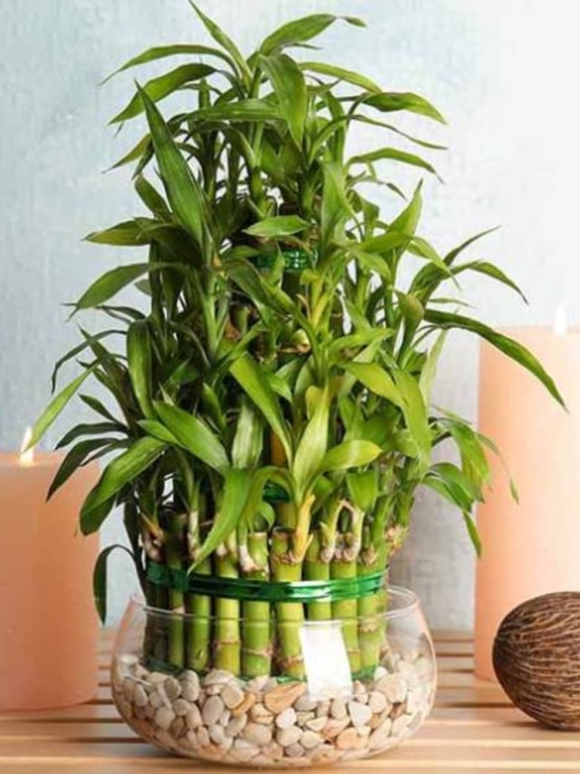 বাড়িতে রাখুন এই গাছ, থামাতে পারবেন না টাকার বৃষ্টি