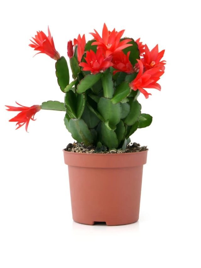 রাতে অক্সিজেন ছাড়ে এই গাছগুলি, আজই বাড়িতে লাগান