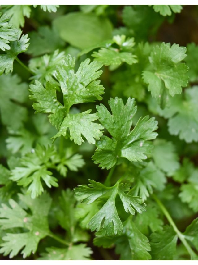 রান্নাঘরের গামলাতেই হবে ধনেপাতা, কীভাবে?